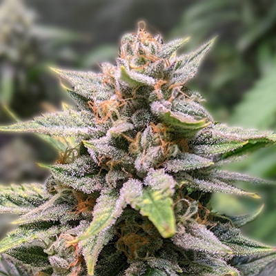 Exploring the World of Marijuana Seeds Wisconsin